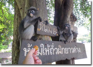 Monos en el parque histórico cerca de la playa de Manao