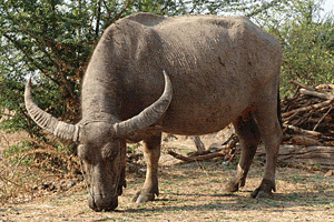 buffalo en la zona nordeste de Tailandia