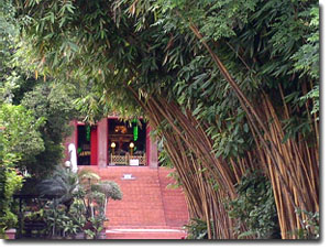 bambu cerca del templo Wat Phra Kaew