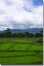 campos de arroz en pai