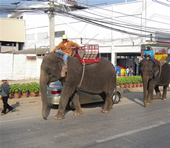 Elefantes en Sukhothai