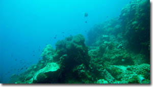Barrera de coral en Sail Rock en Ko Pha Ngan