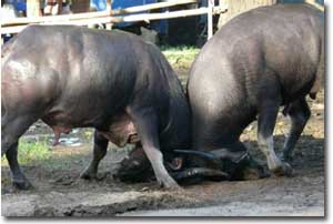 Dos bufalos luchando en un festival en Ko Samui