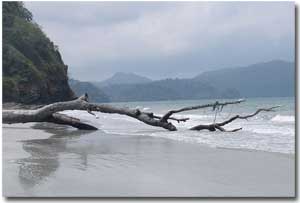 tronco de arbol en una playa de Ko Tarutao