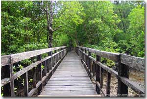 Puente de madera rodeado de vegetacion den Tarutao